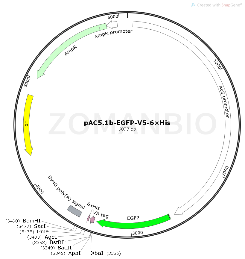 ZK1036pAC5.1b-EGFP-V5-6×His.png