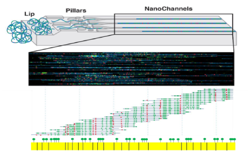 實(shí)驗(yàn)原理