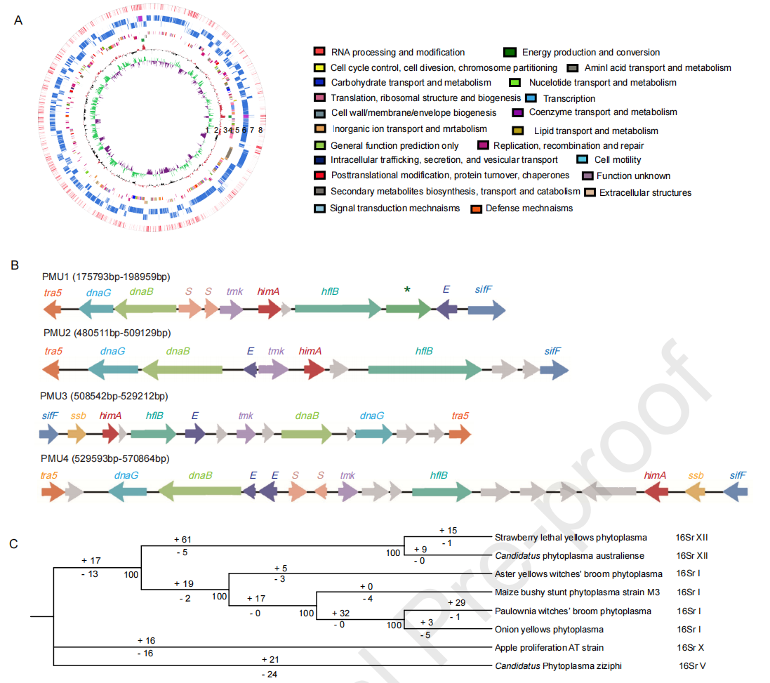 圖5 PaWB植原體基因組特征