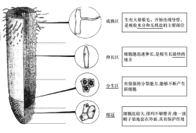 植物根結(jié)構(gòu)示意圖