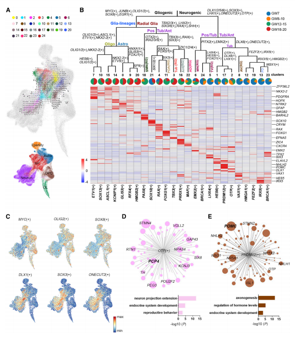 由調(diào)節(jié)子調(diào)節(jié)的下丘腦祖細(xì)胞的發(fā)育多樣化