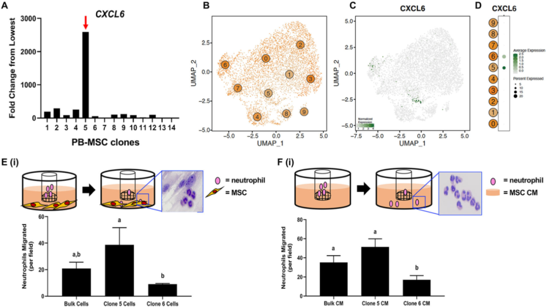 圖6外周血(PB)來源的間充質(zhì)基質(zhì)細胞(MSCs)來源內(nèi)的異質(zhì)性轉(zhuǎn)化為不同的化學吸引能力