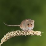 Nature Communications | 全長轉(zhuǎn)錄組助力重慶醫(yī)科大學(xué)成功解析可變剪切新機(jī)制