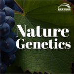 【項目文章】Nature Genetics | 國內(nèi)科學(xué)家團(tuán)隊在葡萄屬超級泛基因組研究中獲得重大突破