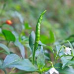 項目文章 | 突破性成果！辣椒基因組調(diào)控元件圖譜被系統(tǒng)繪制