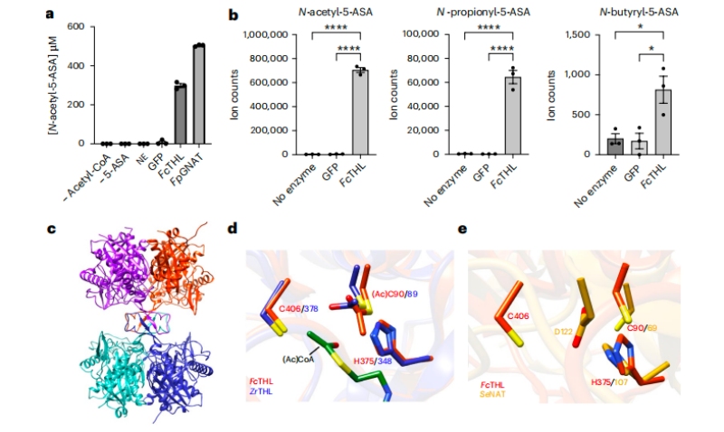 圖3?5-ASA在體外的乙?；钚缘淖C實