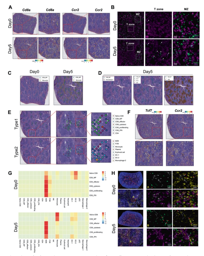 研究結(jié)果四：單核細胞和CD8+ MP細胞的抗原依賴性共定位